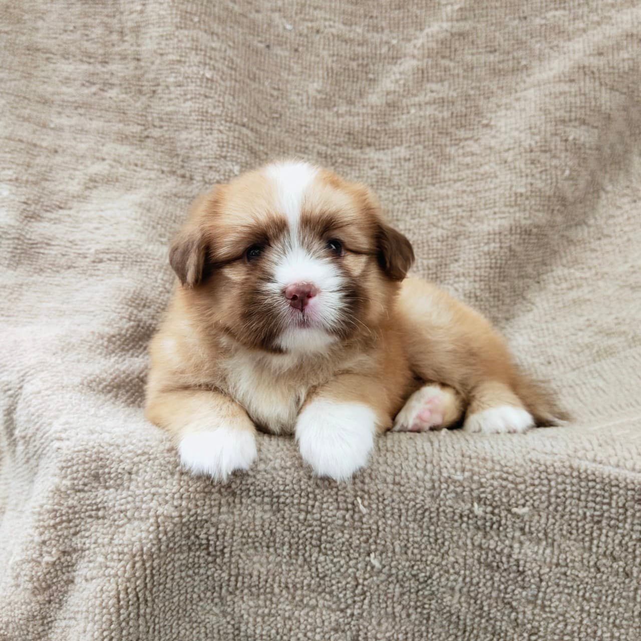 ชิสุผสมปอมจมูกตับตาสีเทา4900.- เก็บปลายทาง มีปะกันสุขภาพline::happyshihtzu4289