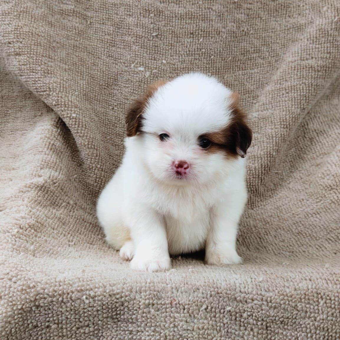ชิสุผสมปอมจมูกตับตาสีเทา4900.- เก็บปลายทาง มีปะกันสุขภาพline::happyshihtzu4289