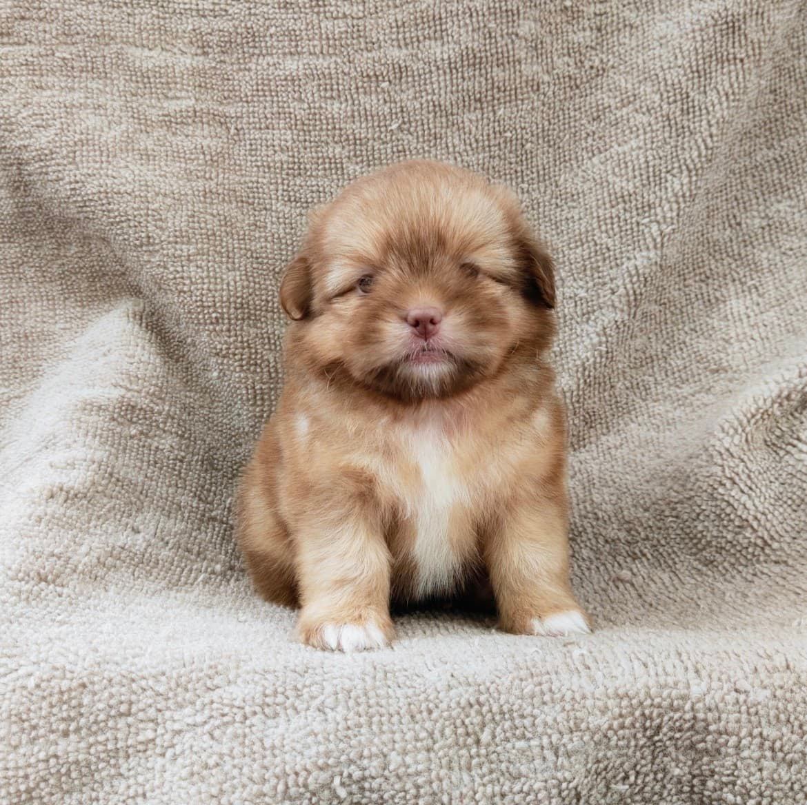 ชิสุผสมปอมจมูกตับตาสีเทา4900.- เก็บปลายทาง มีปะกันสุขภาพline::happyshihtzu4289
