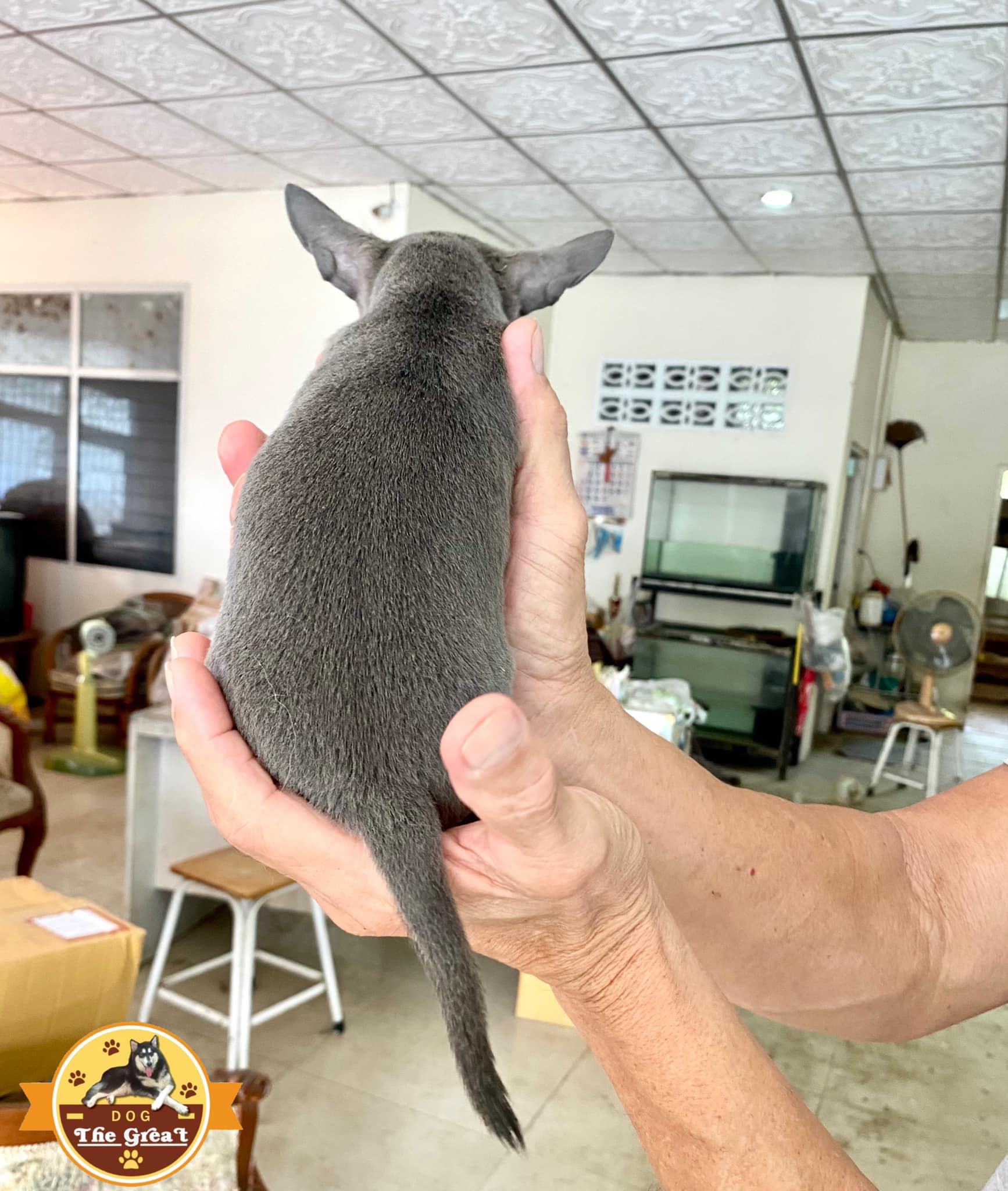เด็กชายชิวาวา ขนสั้น สีบลูแทน มีคิ้วและถุงเท้า พร้อมย้ายค่ะ