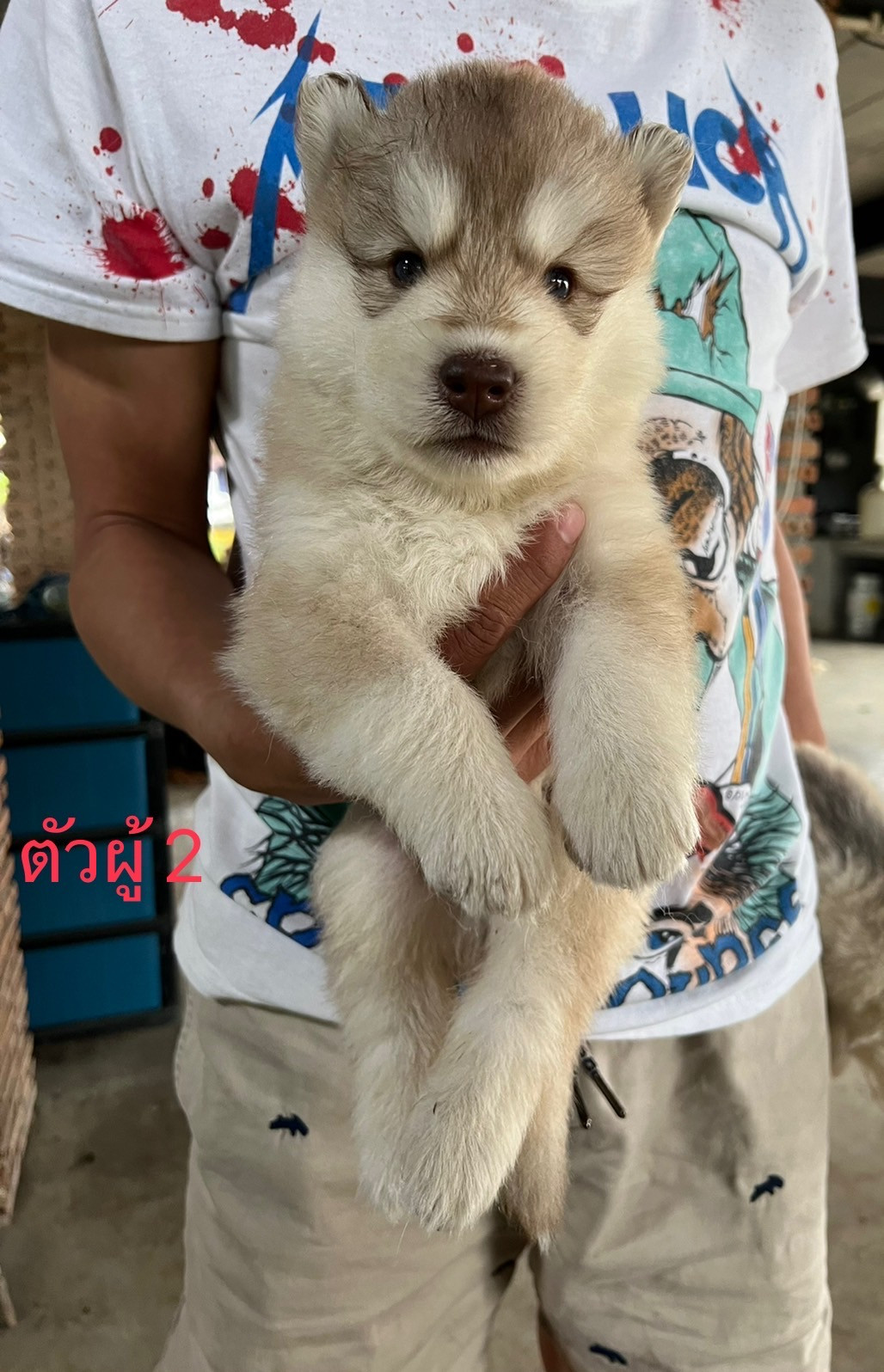 ขายลูกไซบีเรียน