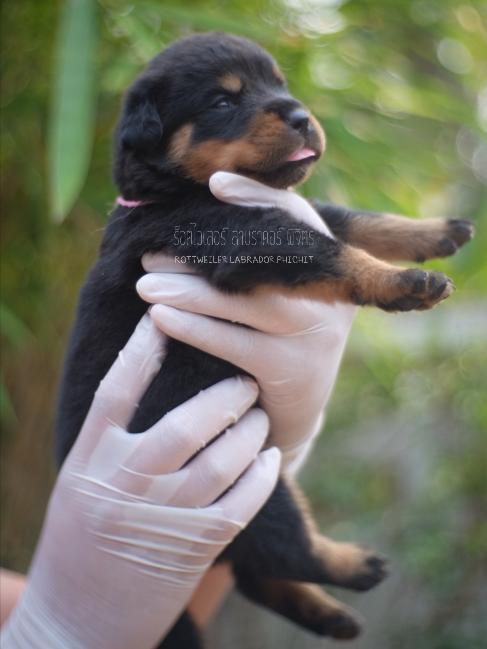 น้องร็อต ด.ญ.หาผู้ปกครอง พิจิตร
