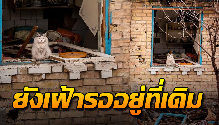 ยังคงเฝ้าคอยรอนับแรมวันอยู่ตรงหน้าต่าง แม้สภาพบ้านพังไม่เหลือชิ้นดี