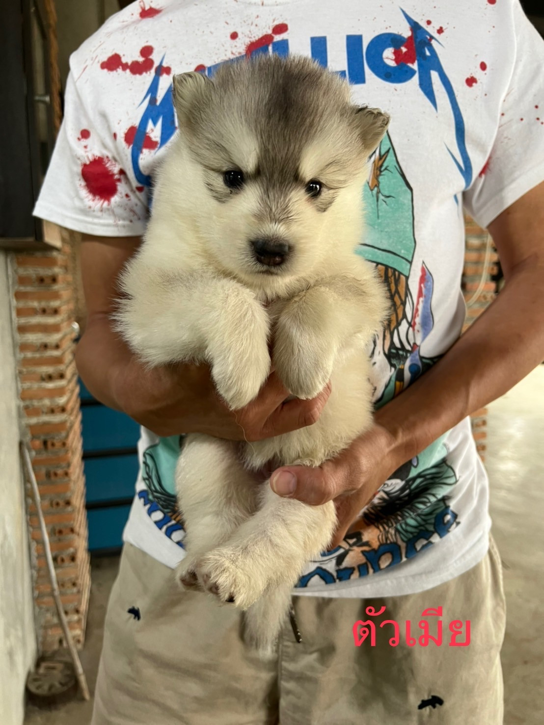 ขายลูกหมาไซบีเรียน