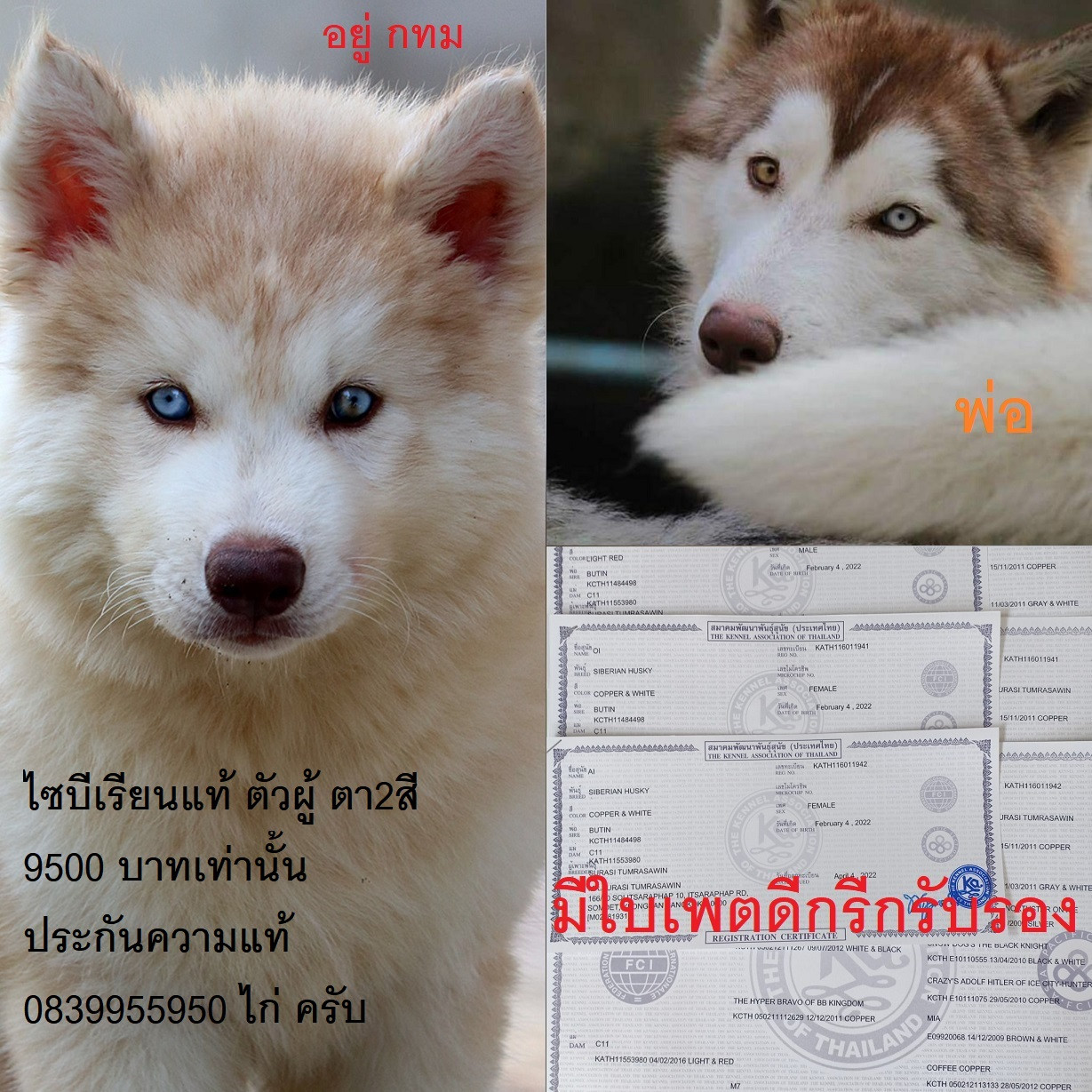 ขาย ไซบีเรียน ฮัสกี้,  กทม  มารับเองลดได้ครับ มีใบเพตดีกีรับลอง ขาย หมาไซบีเรียน