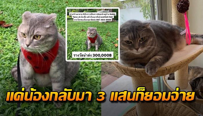 สาวโพสต์ตามหาแมวหายพร้อมรางวัลส่งคืน 3 แสน ขอแค่น้องกลับคืนอ้อมกอดอีกครั้ง