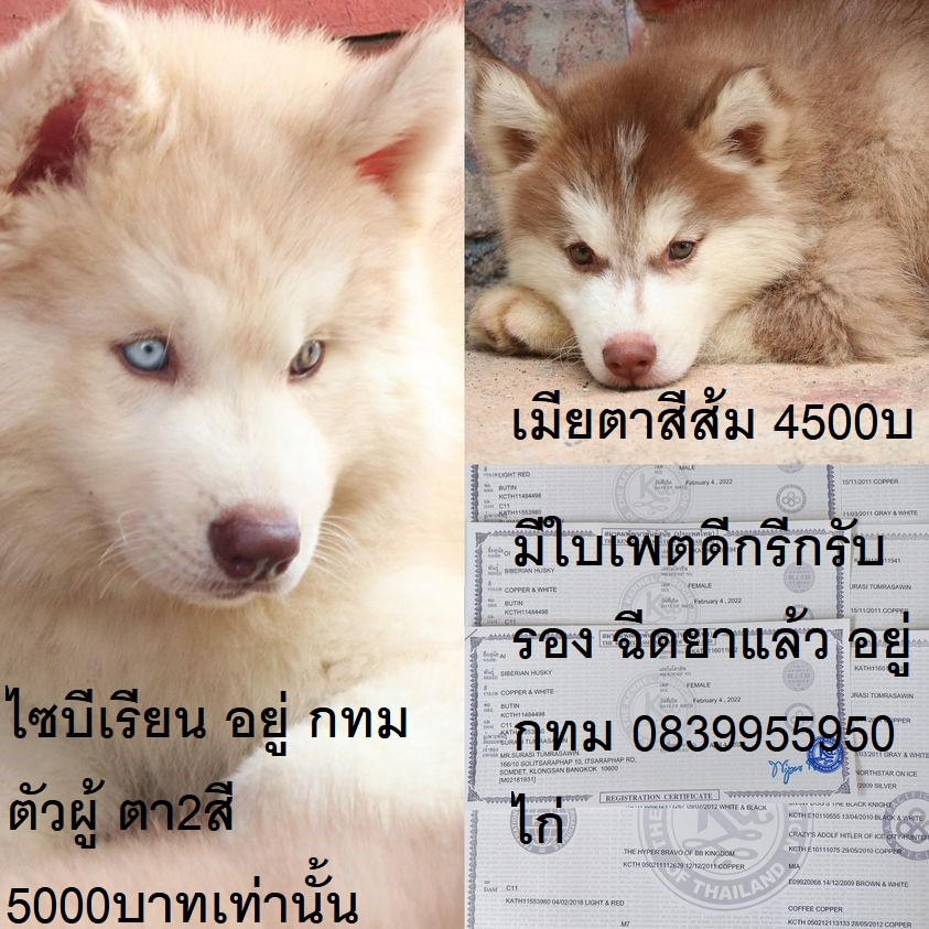 ขาย ไซบีเรียน ฮัสกี้,  กทม  มารับเองลดได้ครับ มีใบเพตดีกีรับลอง ขาย หมาไซบีเรียน