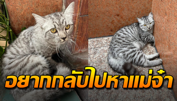 เหมียวนอนขดกลัวจนตัวสั่นอยู่ที่ขอบตึก คงอยากกลับแต่ไม่กลับเดินไปไหน