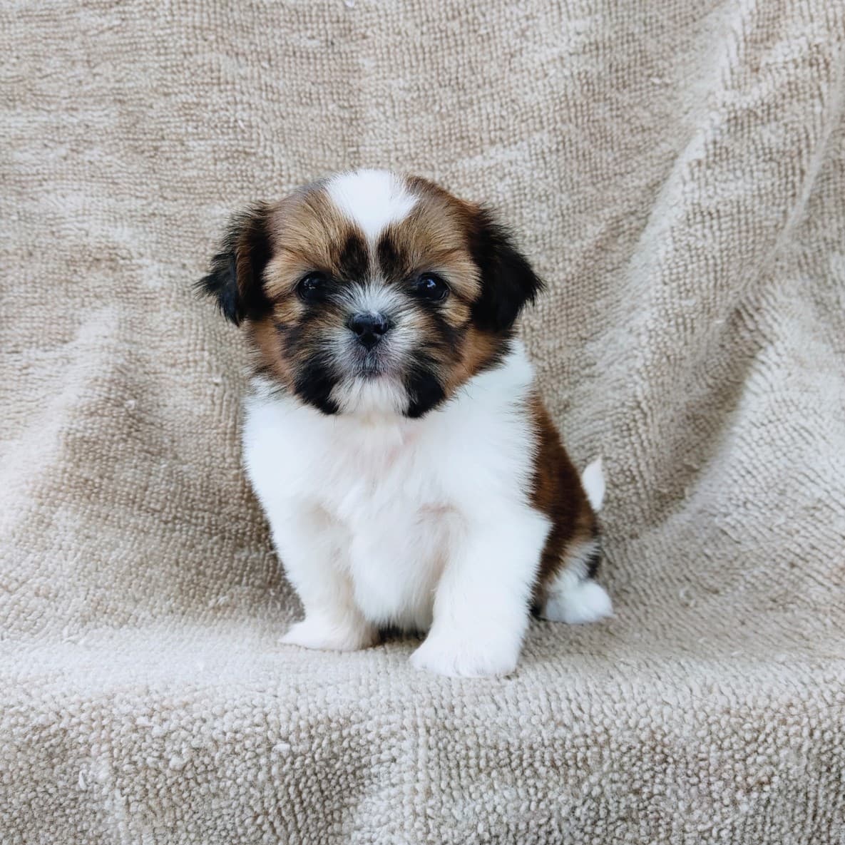 ชิสุแท้5500.-เก็บปลายทาง มีปะกันสุขภาพ เทสลำไส้ก่อนส่งline::happyshihtzu4289