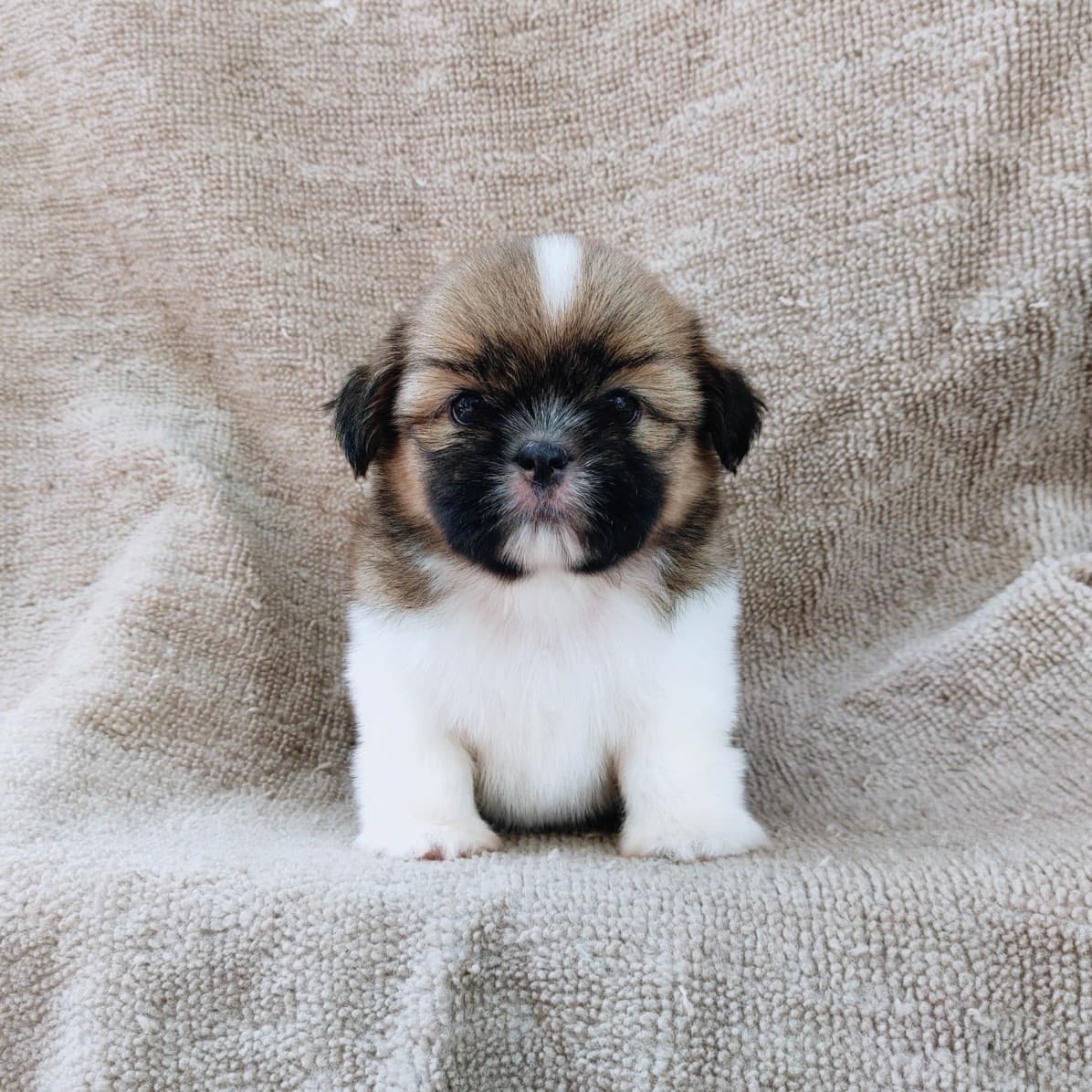 ชิสุแท้5500.-เก็บปลายทาง มีปะกันสุขภาพ เทสลำไส้ก่อนส่งline::happyshihtzu4289