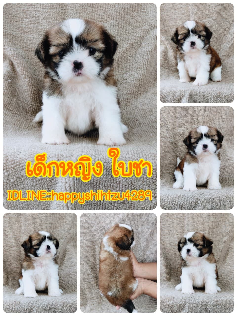 ชิสุแท้5500.-เก็บปลายทาง มีปะกันสุขภาพ เทสลำไส้ก่อนส่งline::happyshihtzu4289