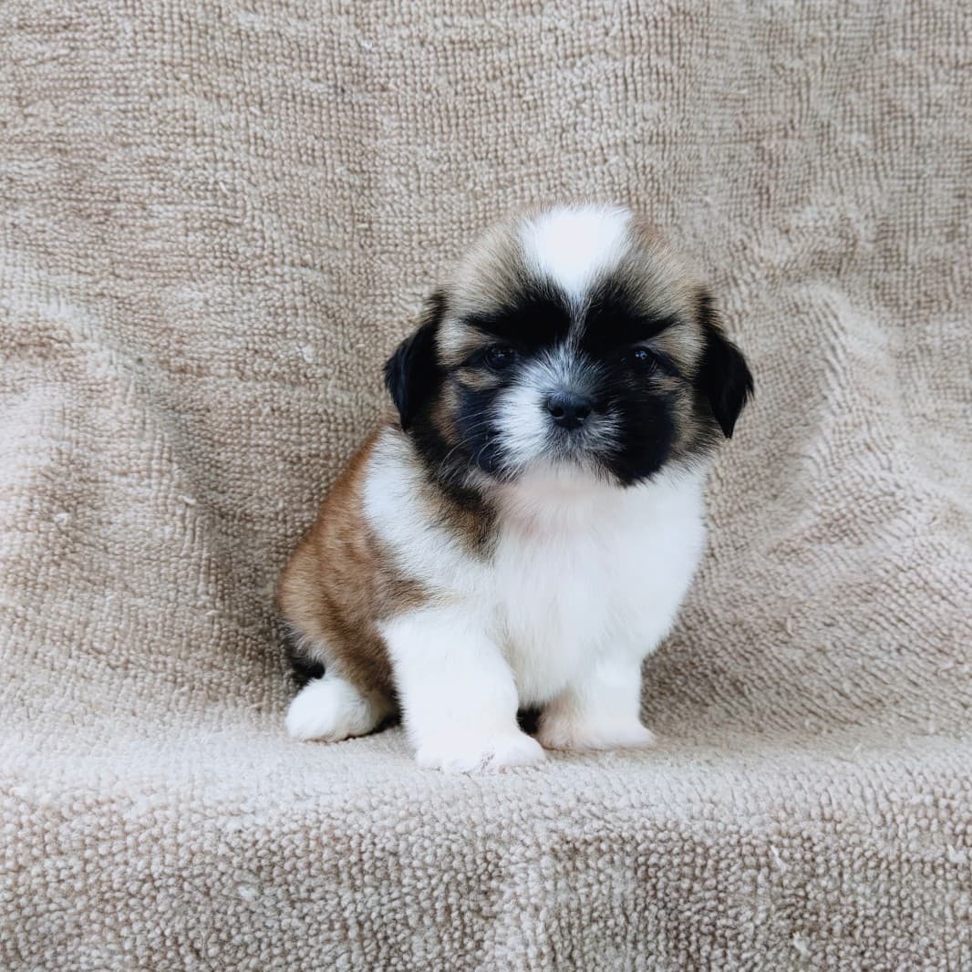 ชิสุแท้5500.-เก็บปลายทาง มีปะกันสุขภาพ เทสลำไส้ก่อนส่งline::happyshihtzu4289