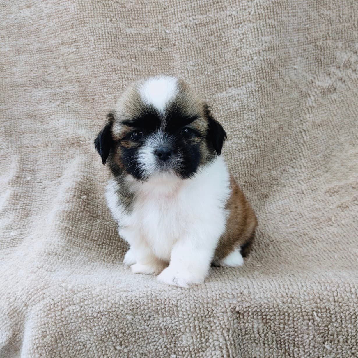 ชิสุแท้5500.-เก็บปลายทาง มีปะกันสุขภาพ เทสลำไส้ก่อนส่งline::happyshihtzu4289