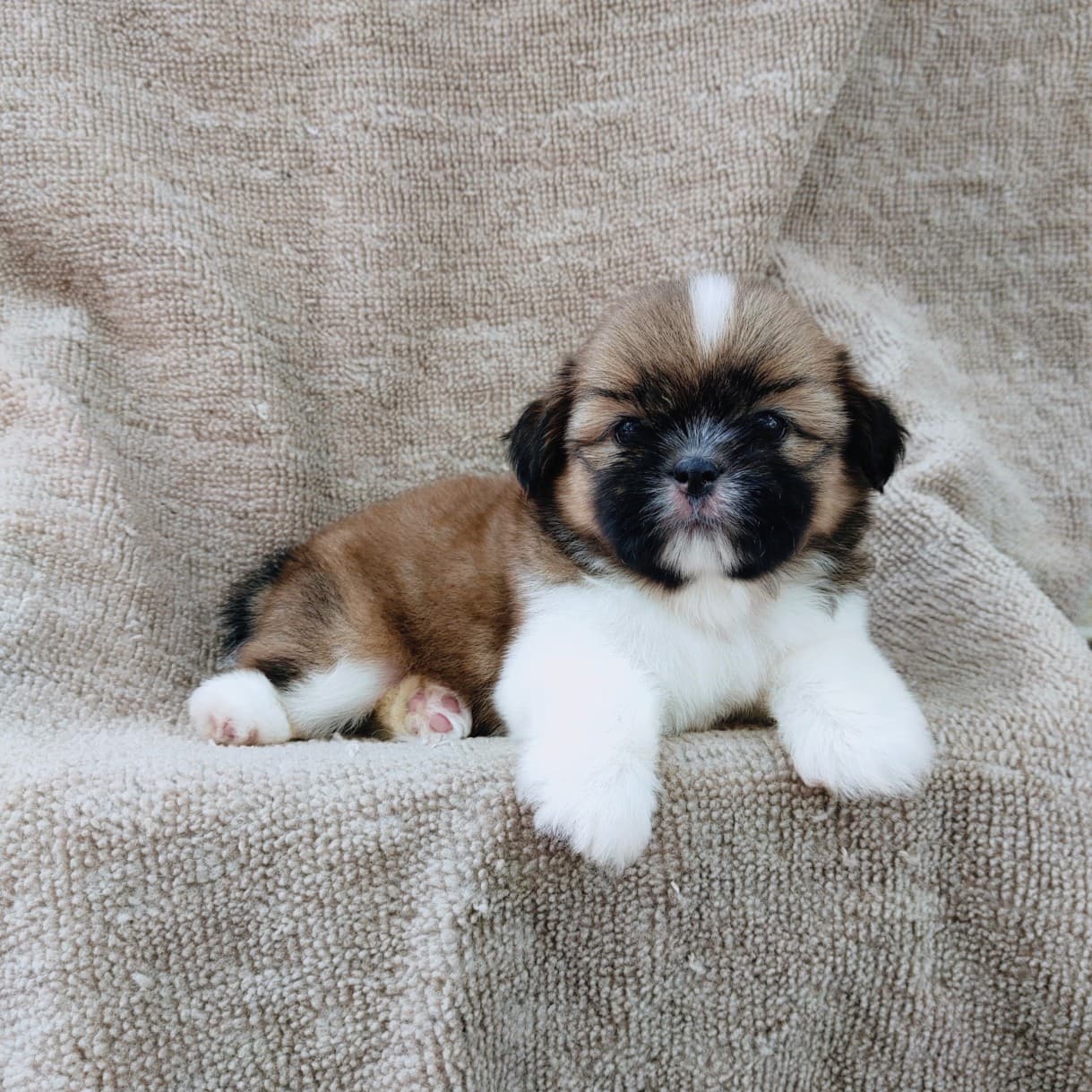 ชิสุแท้5500.-เก็บปลายทาง มีปะกันสุขภาพ เทสลำไส้ก่อนส่งline::happyshihtzu4289