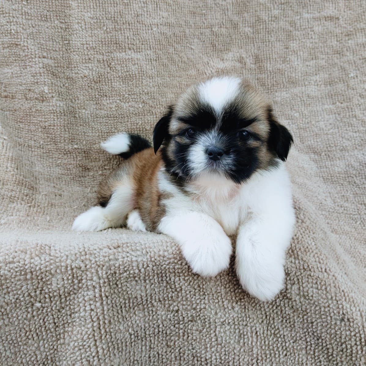 ชิสุแท้5500.-เก็บปลายทาง มีปะกันสุขภาพ เทสลำไส้ก่อนส่งline::happyshihtzu4289