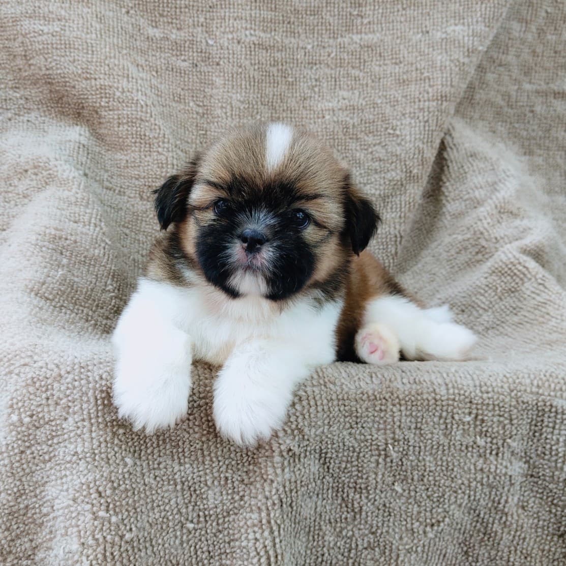 ชิสุแท้5500.-เก็บปลายทาง มีปะกันสุขภาพ เทสลำไส้ก่อนส่งline::happyshihtzu4289