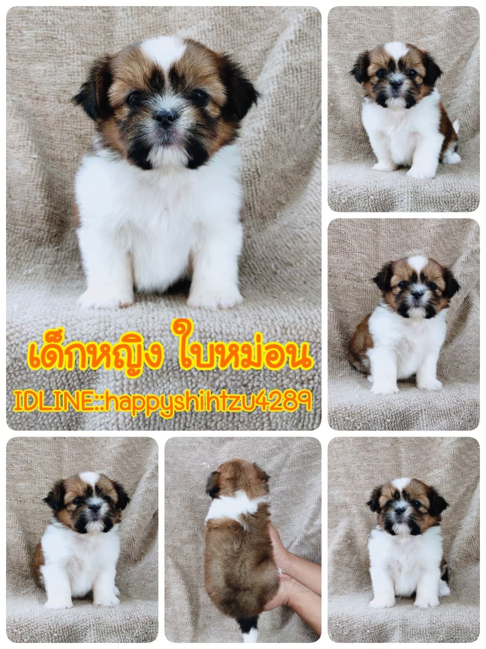 ชิสุแท้5500.-เก็บปลายทาง มีปะกันสุขภาพ เทสลำไส้ก่อนส่งline::happyshihtzu4289