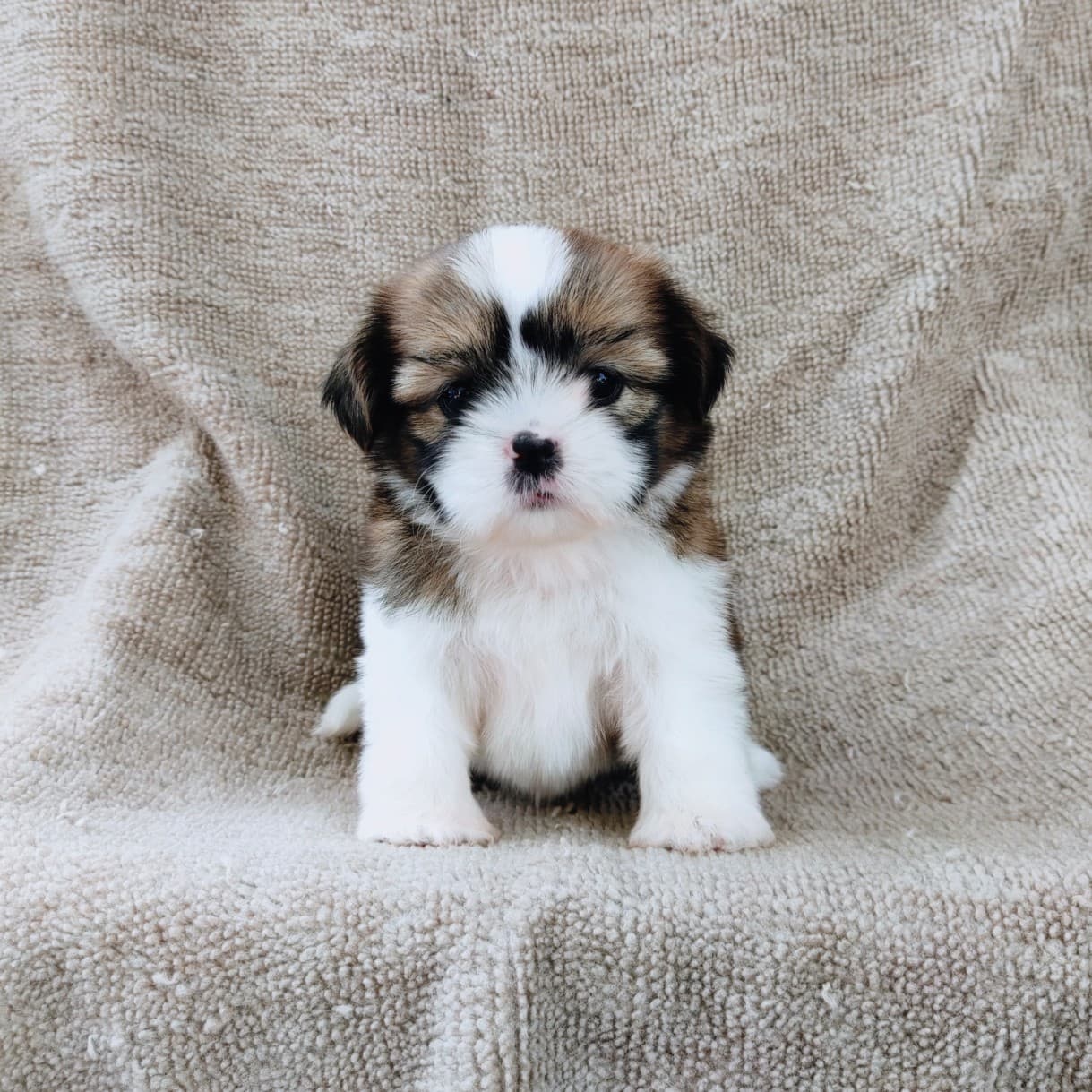 ชิสุแท้5500.-เก็บปลายทาง มีปะกันสุขภาพ เทสลำไส้ก่อนส่งline::happyshihtzu4289