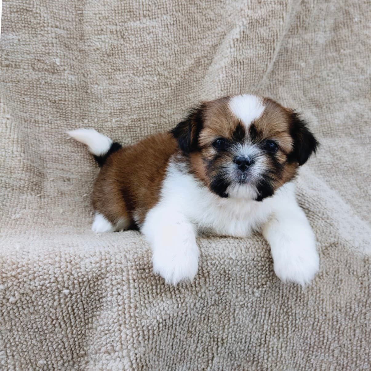 ชิสุแท้5500.-เก็บปลายทาง มีปะกันสุขภาพ เทสลำไส้ก่อนส่งline::happyshihtzu4289