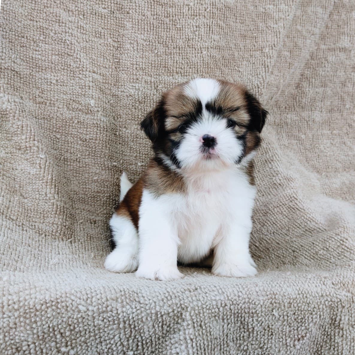 ชิสุแท้5500.-เก็บปลายทาง มีปะกันสุขภาพ เทสลำไส้ก่อนส่งline::happyshihtzu4289