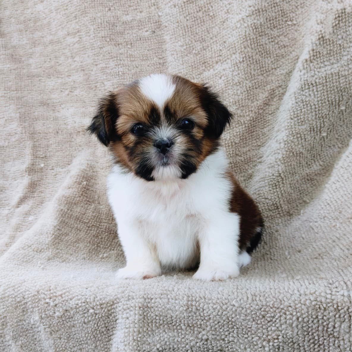 ชิสุแท้5500.-เก็บปลายทาง มีปะกันสุขภาพ เทสลำไส้ก่อนส่งline::happyshihtzu4289