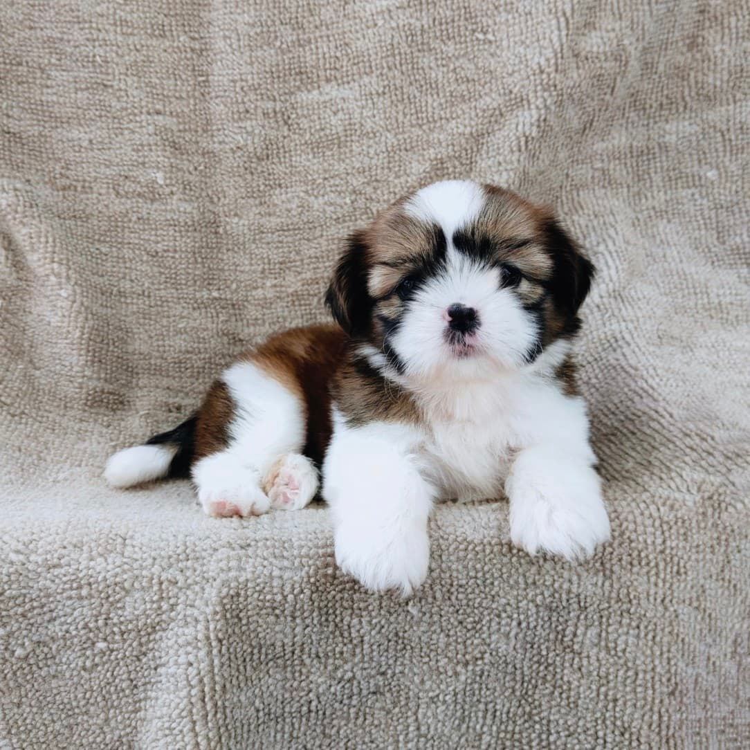 ชิสุแท้5500.-เก็บปลายทาง มีปะกันสุขภาพ เทสลำไส้ก่อนส่งline::happyshihtzu4289