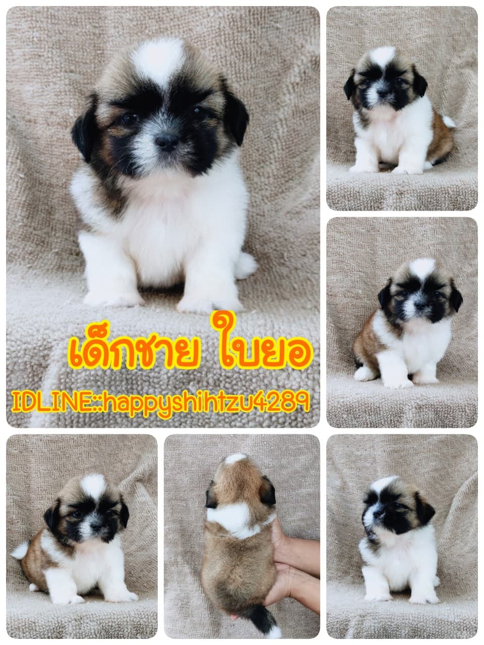ชิสุแท้5500.-เก็บปลายทาง มีปะกันสุขภาพ เทสลำไส้ก่อนส่งline::happyshihtzu4289