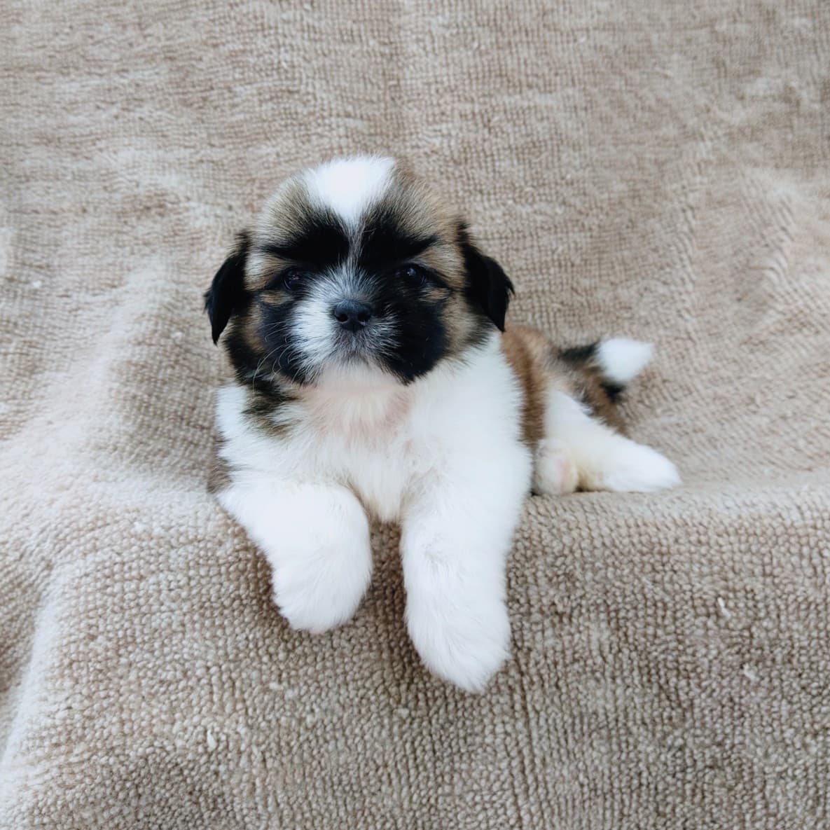 ชิสุแท้5500.-เก็บปลายทาง มีปะกันสุขภาพ เทสลำไส้ก่อนส่งline::happyshihtzu4289