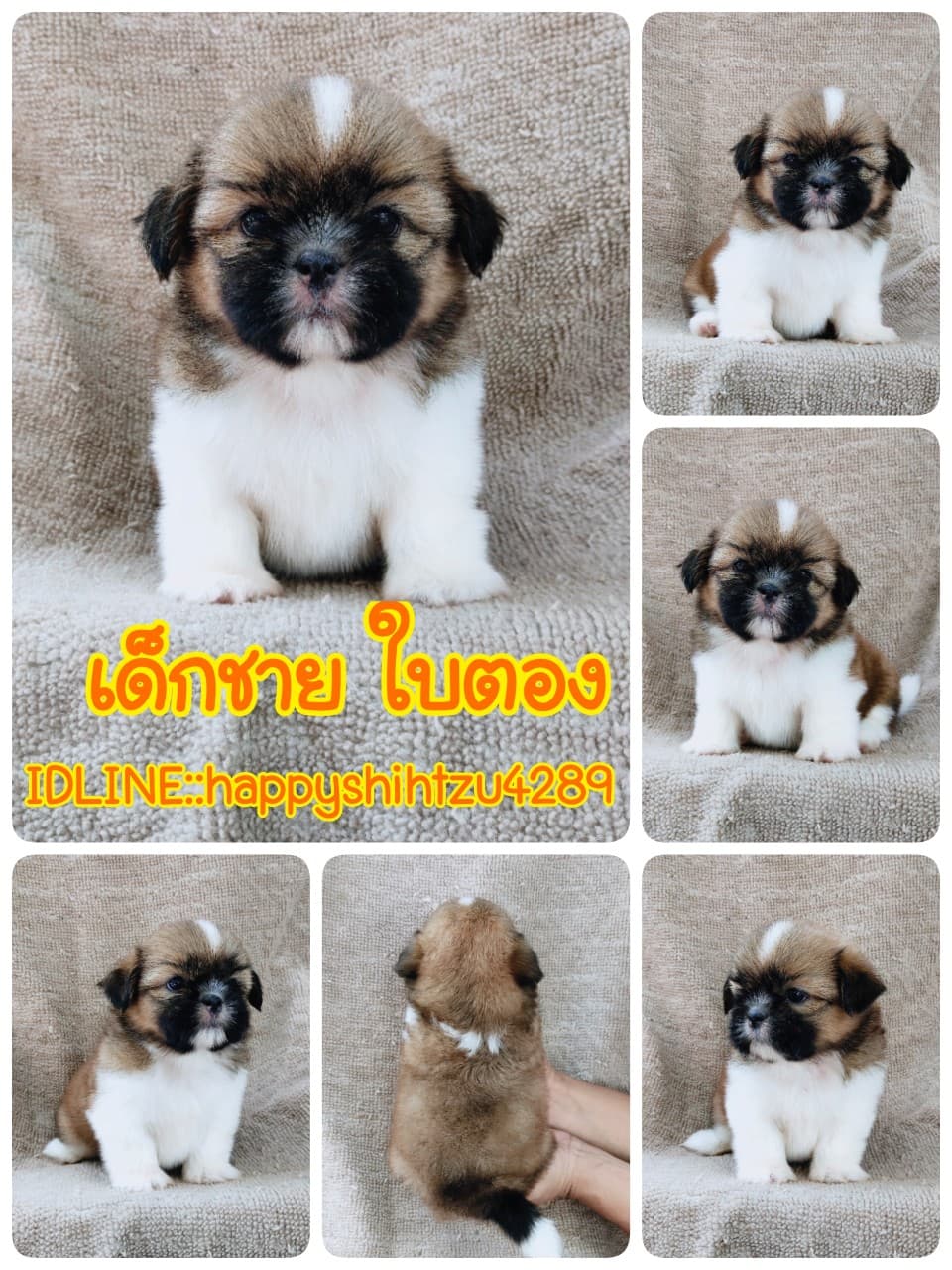 ชิสุแท้5500.-เก็บปลายทาง มีปะกันสุขภาพ เทสลำไส้ก่อนส่งline::happyshihtzu4289