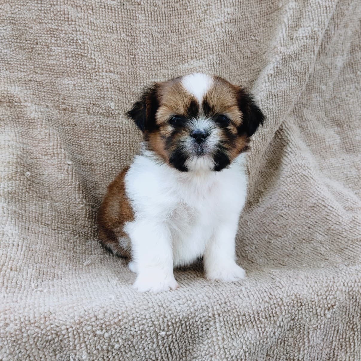 ชิสุแท้5500.-เก็บปลายทาง มีปะกันสุขภาพ เทสลำไส้ก่อนส่งline::happyshihtzu4289