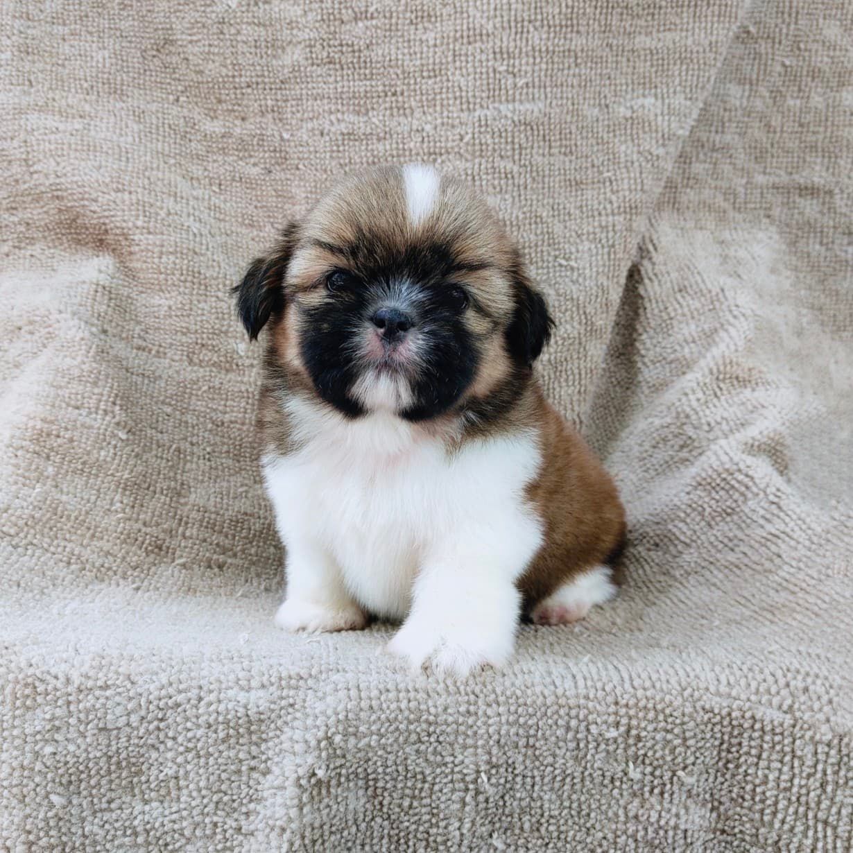 ชิสุแท้5500.-เก็บปลายทาง มีปะกันสุขภาพ เทสลำไส้ก่อนส่งline::happyshihtzu4289
