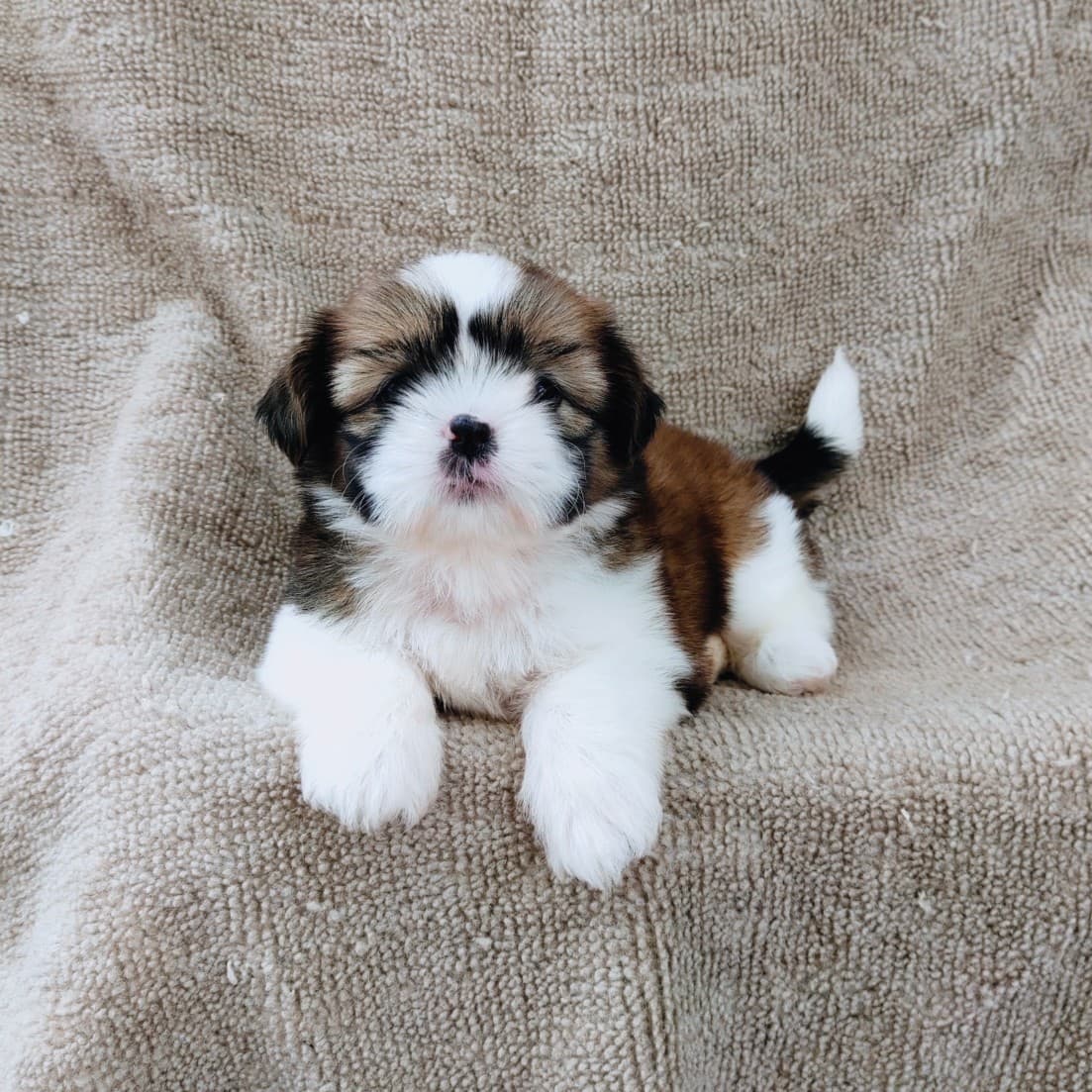 ชิสุแท้5500.-เก็บปลายทาง มีปะกันสุขภาพ เทสลำไส้ก่อนส่งline::happyshihtzu4289