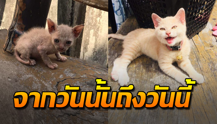 จากวันนั้นเป็นกอลลัมใครเห็นก็ขำ จนตอนนี้เฝ้าดูแลไม่ขาดเหมือนได้เห็นเพรชเม็ดใหม่