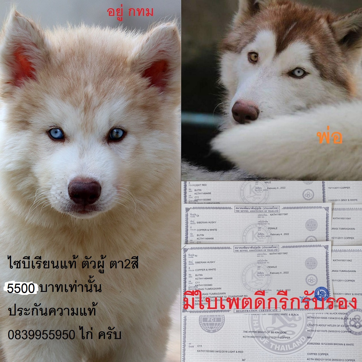 ขาย ไซบีเรียน ฮัสกี้,  กทม  มารับเองลดได้ครับ มีใบเพตดีกีรับลอง  ขาย หมาไซบีเรีย