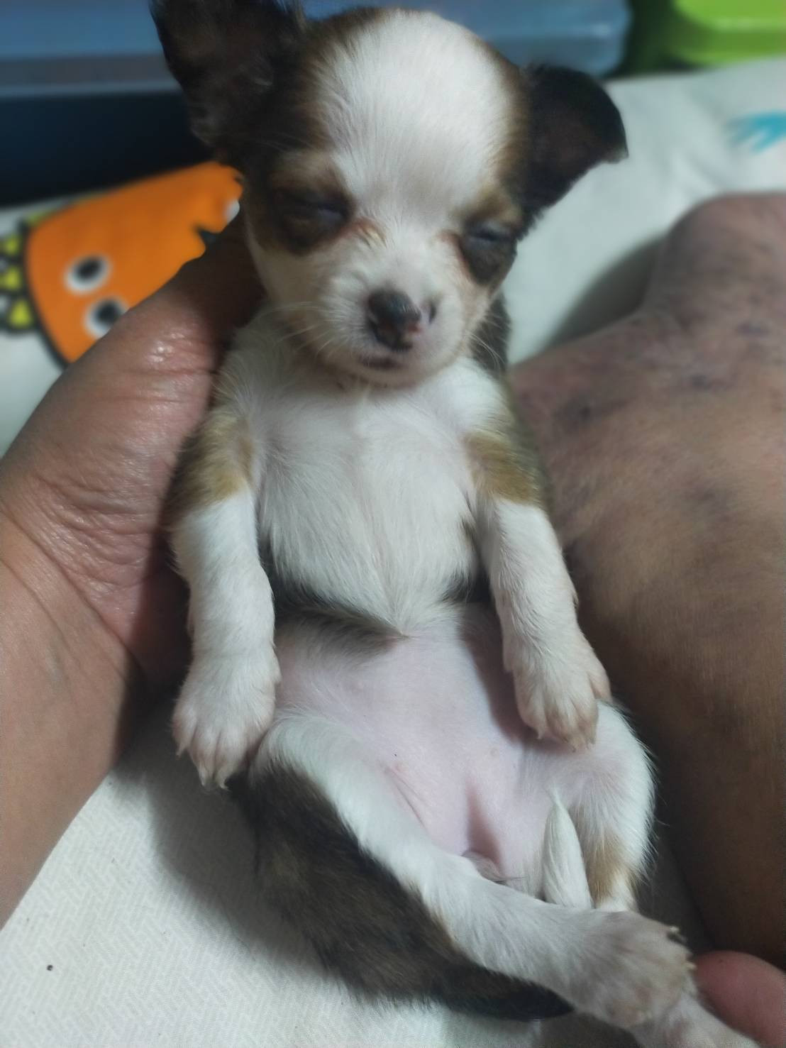 ขายน้องชิวาว่า แท้ ราคาตัวล่ะ 1500