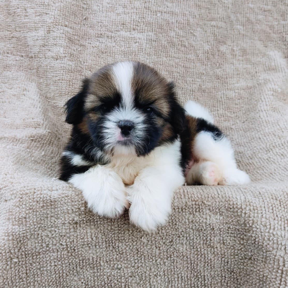 ชิสุแท้5500.-เก็บปลายทาง มีปะกันสุขภาพ เทสลำไส้ก่อนส่งline::happyshihtzu4289