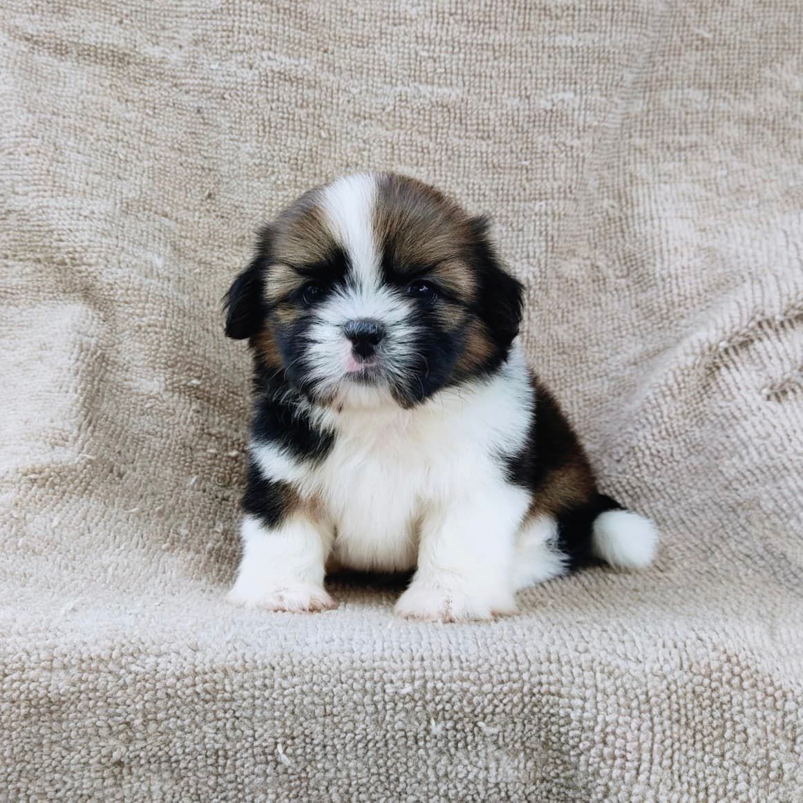 ชิสุแท้5500.-เก็บปลายทาง มีปะกันสุขภาพ เทสลำไส้ก่อนส่งline::happyshihtzu4289