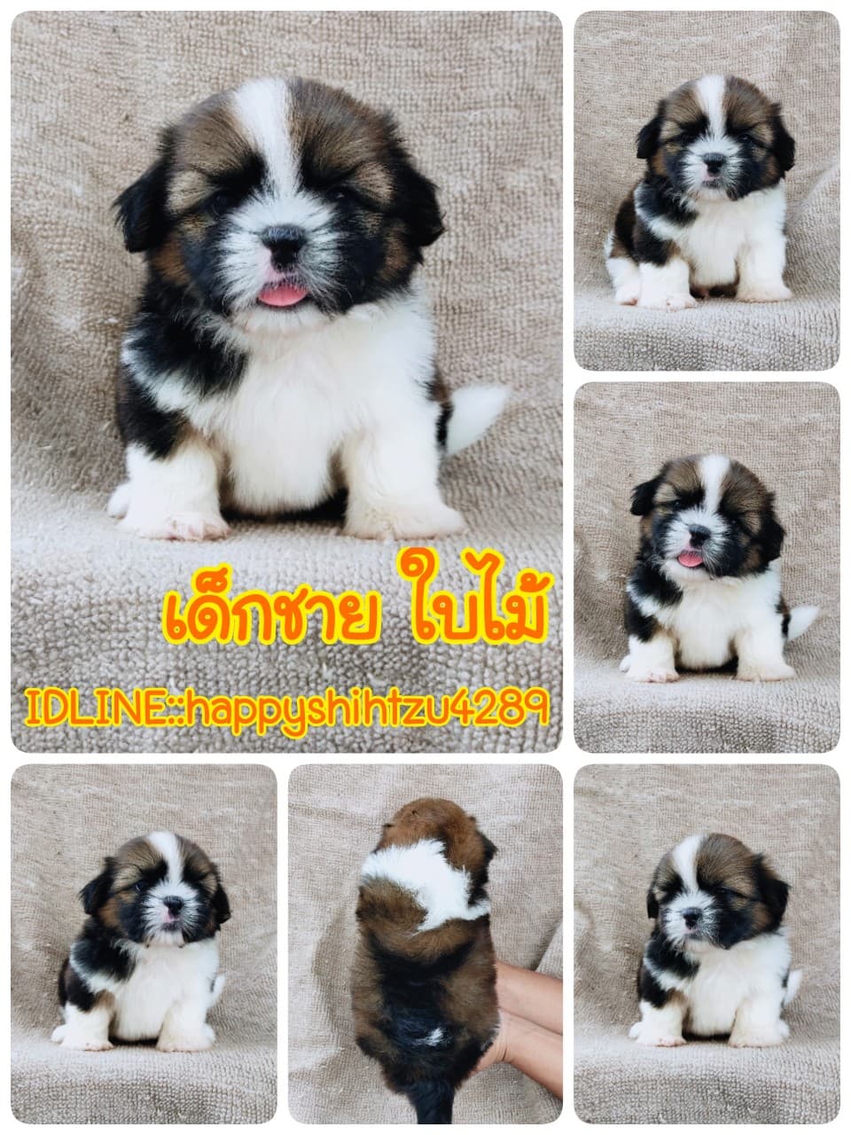 ชิสุแท้5500.-เก็บปลายทาง มีปะกันสุขภาพ เทสลำไส้ก่อนส่งline::happyshihtzu4289