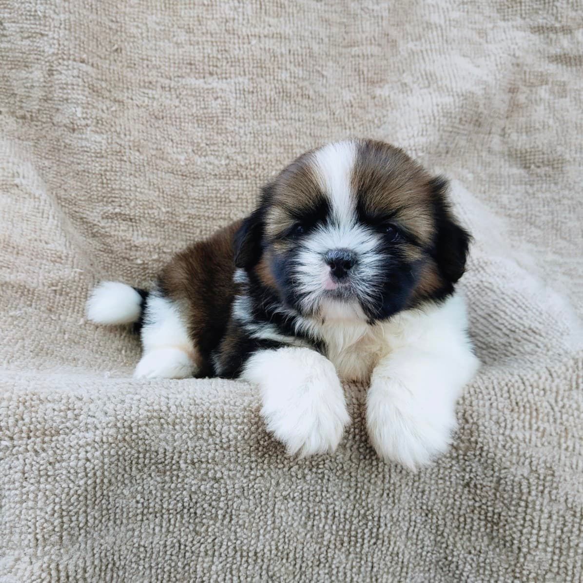ชิสุแท้5500.-เก็บปลายทาง มีปะกันสุขภาพ เทสลำไส้ก่อนส่งline::happyshihtzu4289
