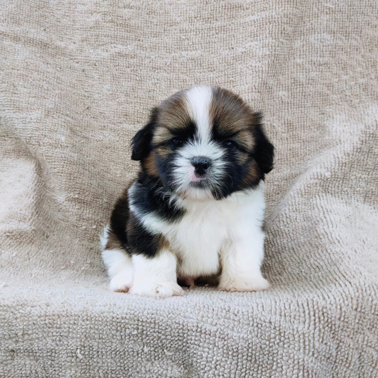 ชิสุแท้5500.-เก็บปลายทาง มีปะกันสุขภาพ เทสลำไส้ก่อนส่งline::happyshihtzu4289