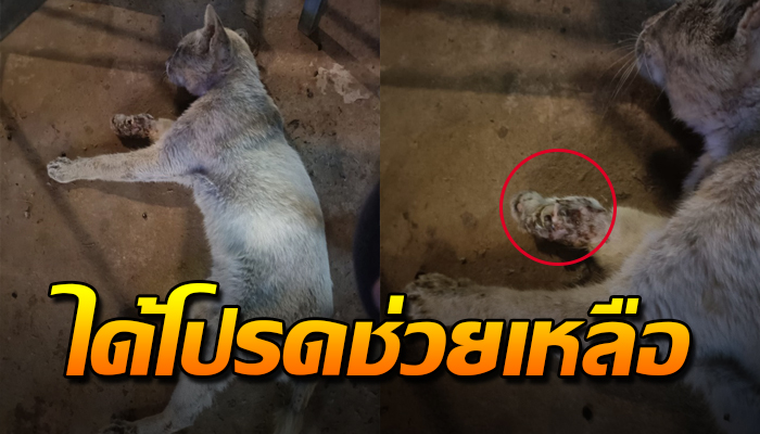 เจ็บแค่ไหนก็ต้องทน หลังกินจนเผลอหลับไป เพราะโดนหมาฟัด โปรดช่วยเหลือ