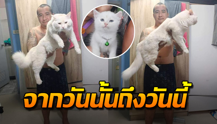 จากวันนั้นถึงวันนี้ เจ้าเหมียวแม่ก็ไทยพ่อพันธุ์ผสม 1 ปีผ่าน ตัวไม่ยอมหยุดโต