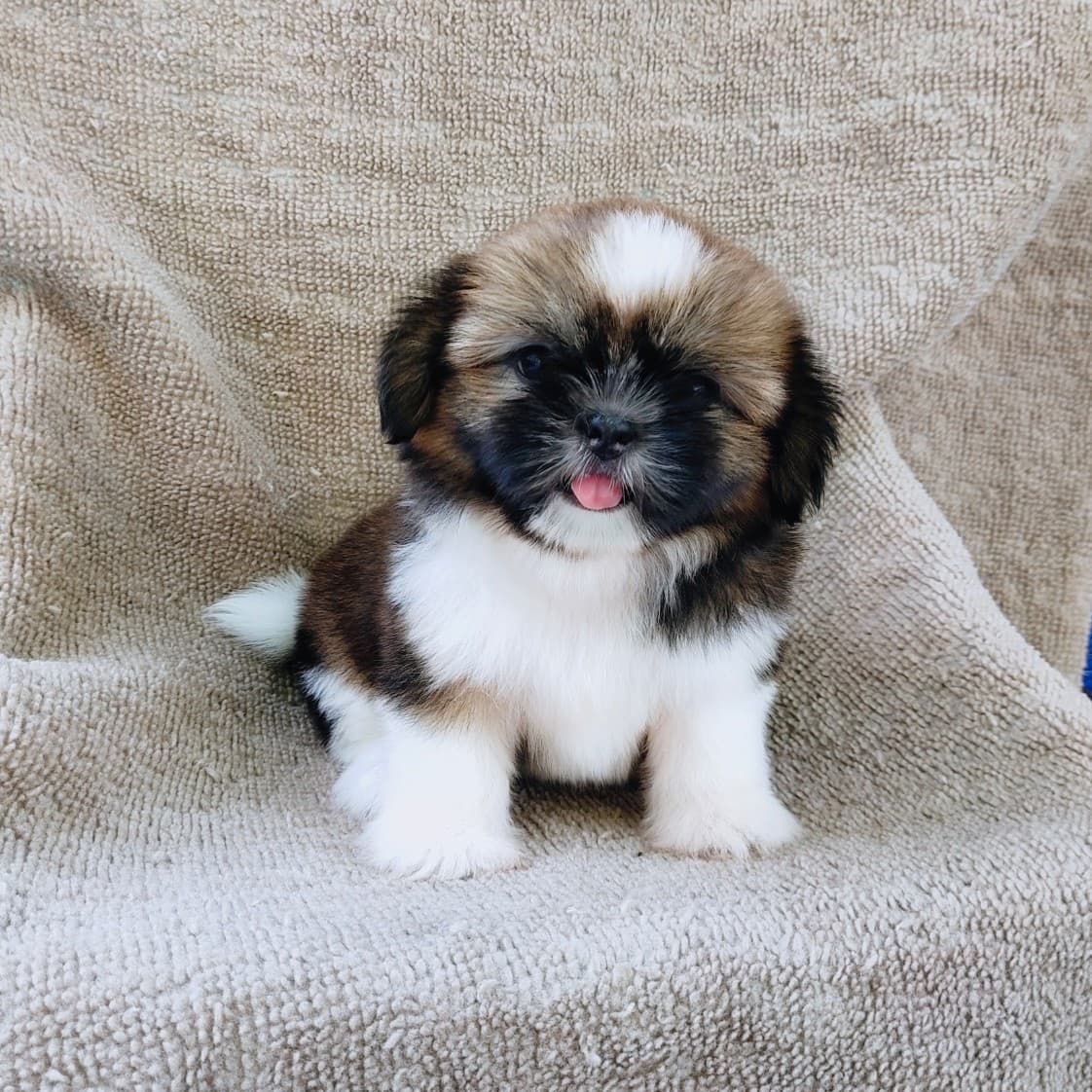 ชิสุแท้5500.-เก็บปลายทาง มีปะกันสุขภาพ เทสลำไส้ก่อนส่งline::happyshihtzu4289