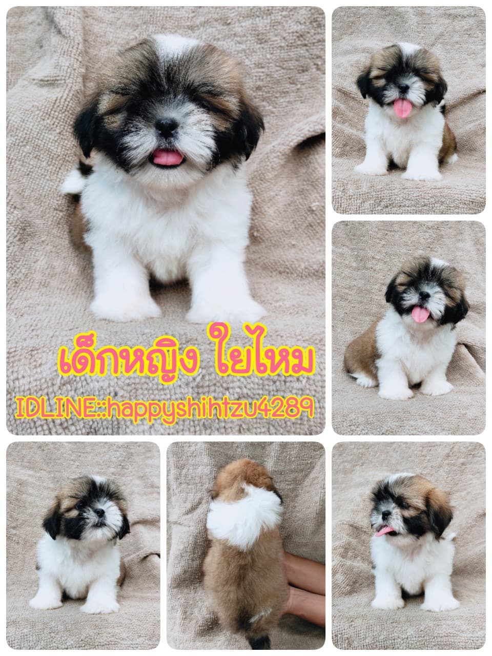ชิสุแท้5500.-เก็บปลายทาง มีปะกันสุขภาพ เทสลำไส้ก่อนส่งline::happyshihtzu4289