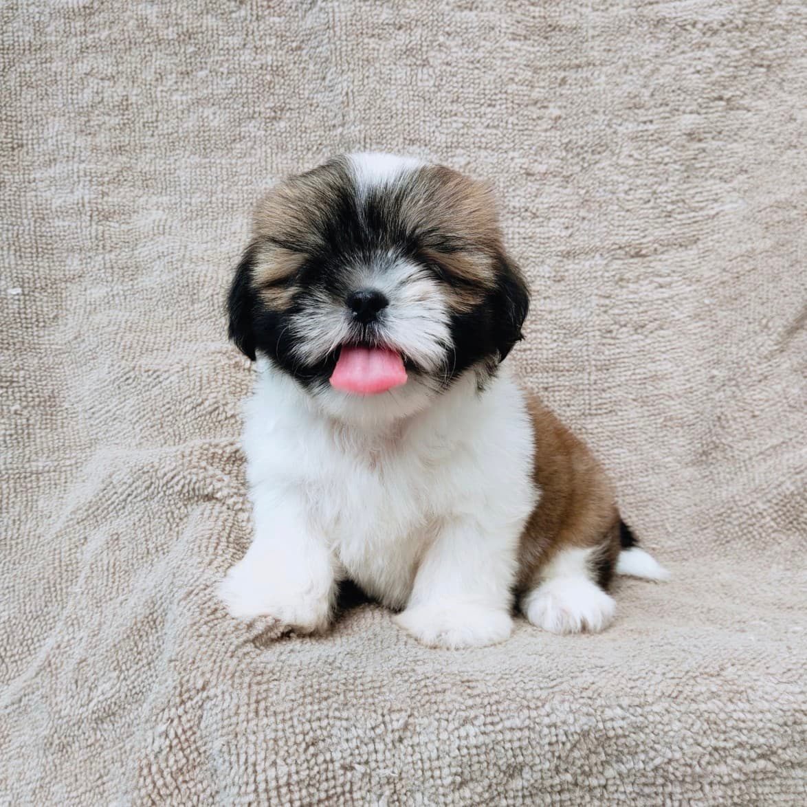 ชิสุแท้5500.-เก็บปลายทาง มีปะกันสุขภาพ เทสลำไส้ก่อนส่งline::happyshihtzu4289