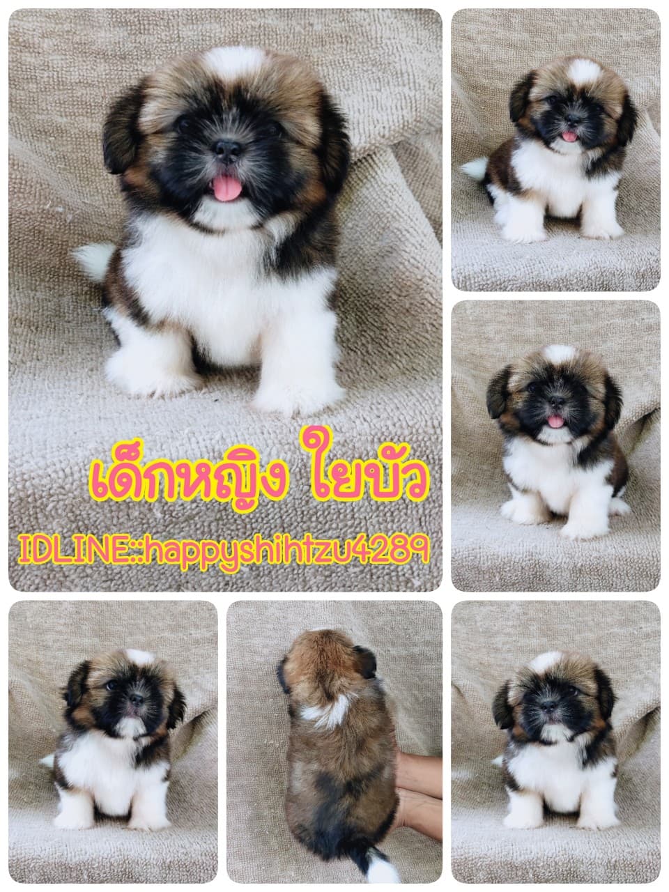 ชิสุแท้5500.-เก็บปลายทาง มีปะกันสุขภาพ เทสลำไส้ก่อนส่งline::happyshihtzu4289