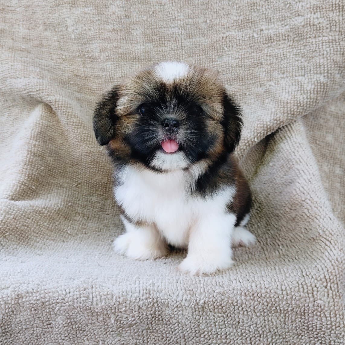 ชิสุแท้5500.-เก็บปลายทาง มีปะกันสุขภาพ เทสลำไส้ก่อนส่งline::happyshihtzu4289