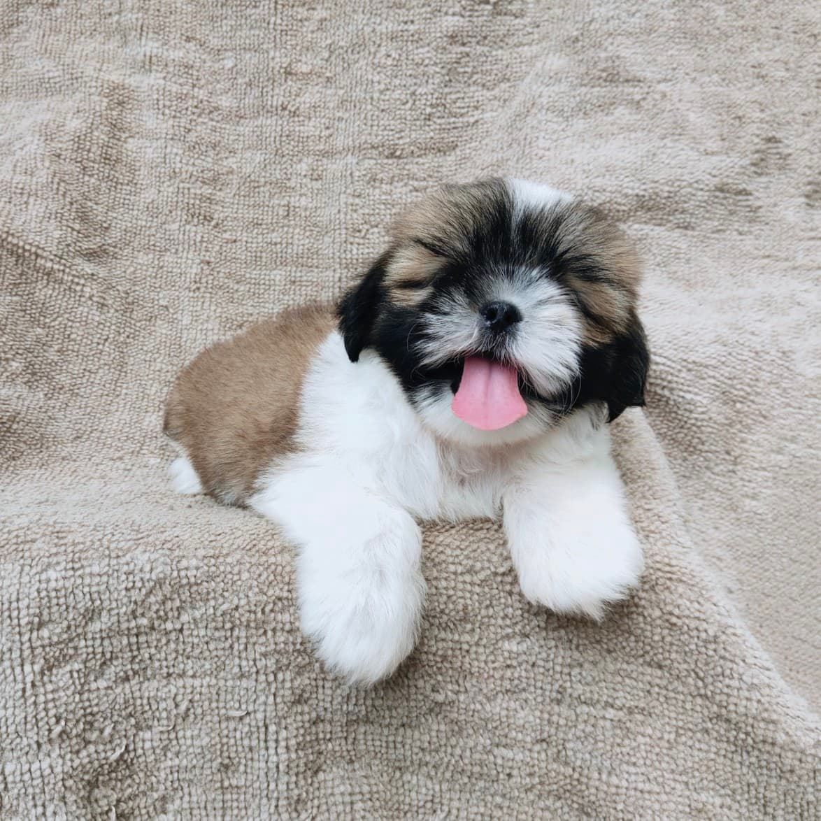 ชิสุแท้5500.-เก็บปลายทาง มีปะกันสุขภาพ เทสลำไส้ก่อนส่งline::happyshihtzu4289
