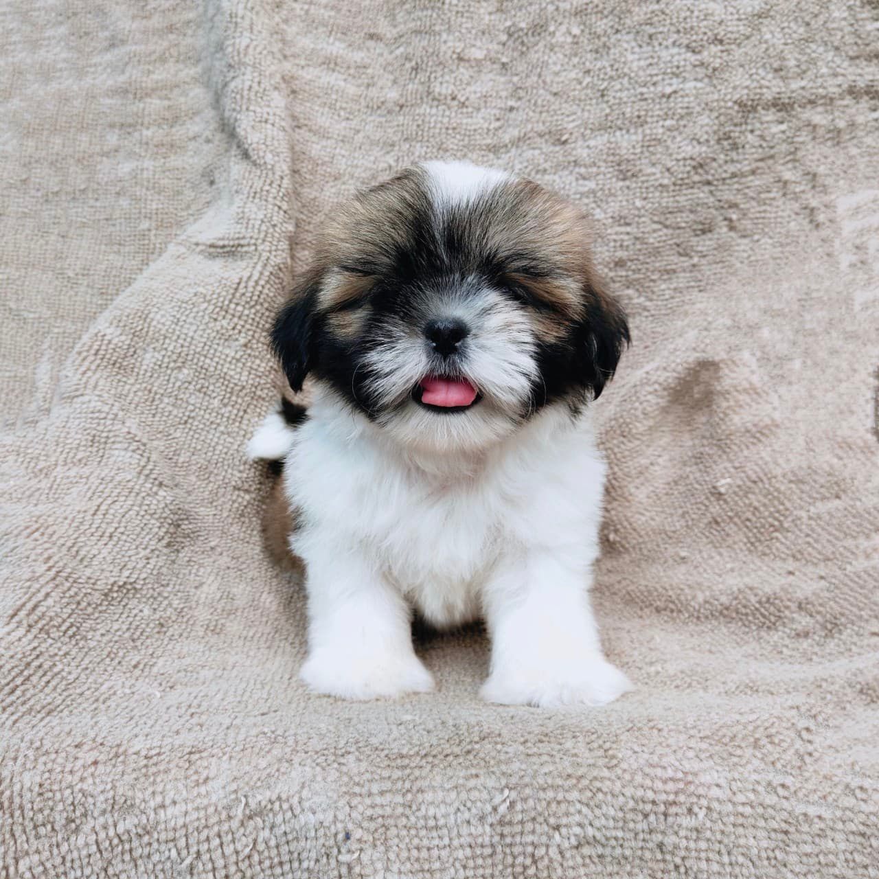 ชิสุแท้5500.-เก็บปลายทาง มีปะกันสุขภาพ เทสลำไส้ก่อนส่งline::happyshihtzu4289