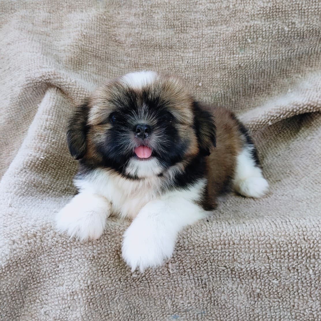 ชิสุแท้5500.-เก็บปลายทาง มีปะกันสุขภาพ เทสลำไส้ก่อนส่งline::happyshihtzu4289